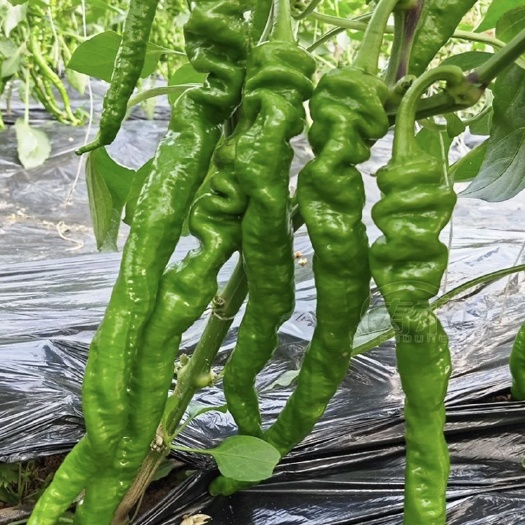 大关县螺丝椒，次货，货量紧，需提前预约
