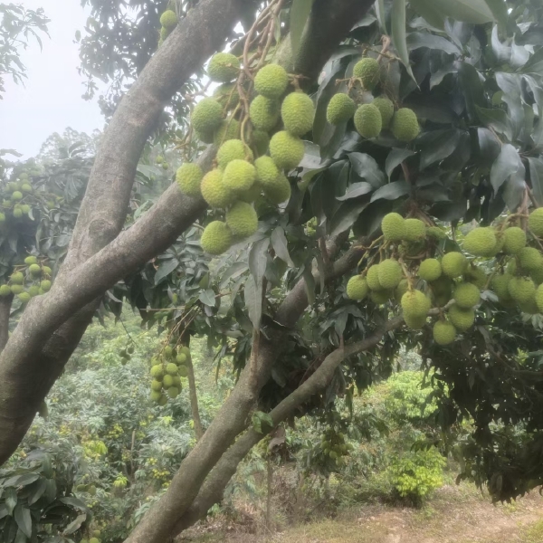 妃子笑，又称绿荷包，果皮青红，个大，肉色有如白蜡，脆爽而清甜