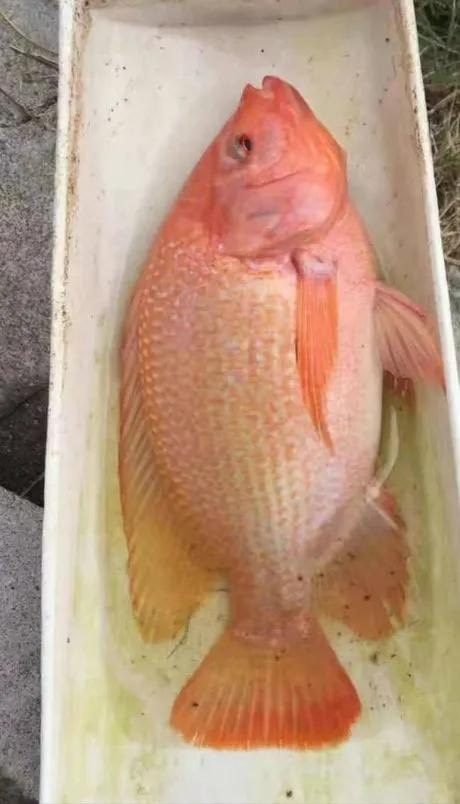 漳州彩红鲷（红罗非）