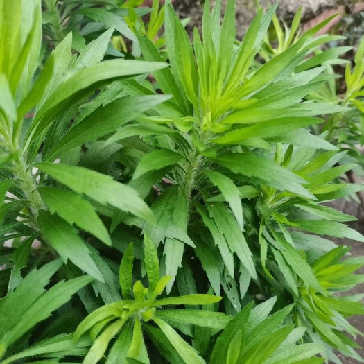 安岳县小蓬草