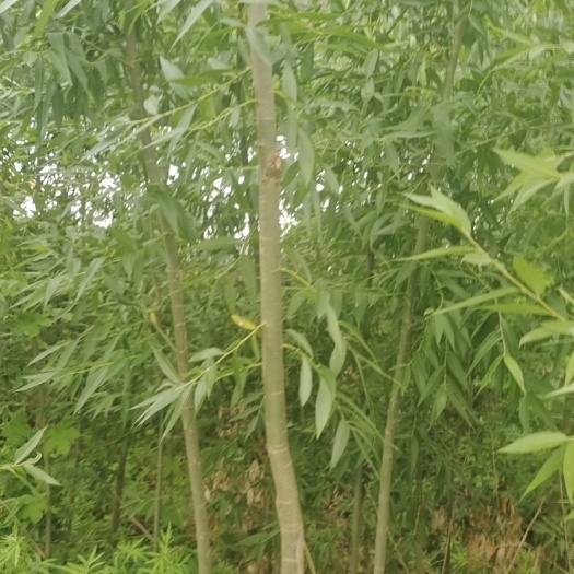 西华县柳树苗