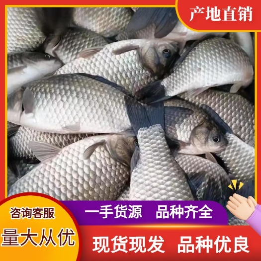 重庆市中科鲫鱼，专门提供垂钓塘