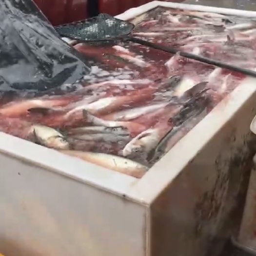 武汉白鱼