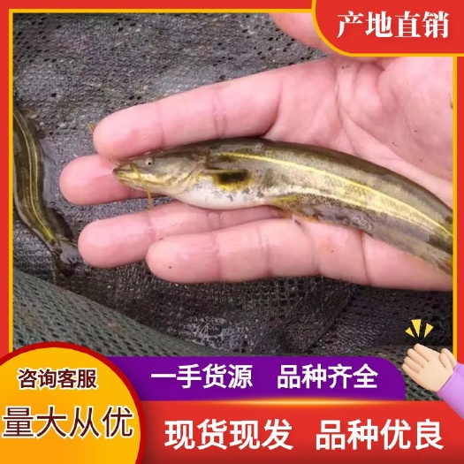 鲶鱼苗 大口鲶鱼