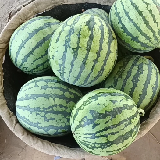 忻州美都西瓜即将大量上市