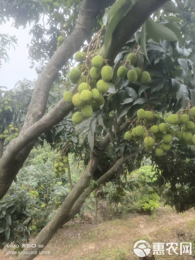 妃子笑，又称绿荷包，果皮青红，个大，肉色有如白蜡，脆爽而清甜