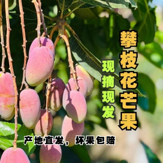 四川攀枝花贵妃芒，口感甘甜，一手货源全国发货量大从优