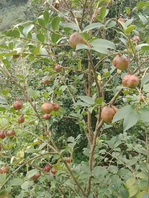 寻乌县赣南客家 古法压榨山茶油