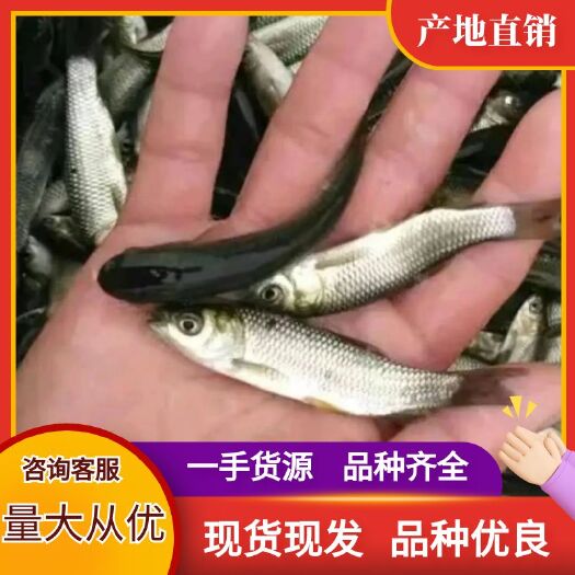 重庆市草鱼苗供应 送货上门 配技术指导 欢迎新老客户来电