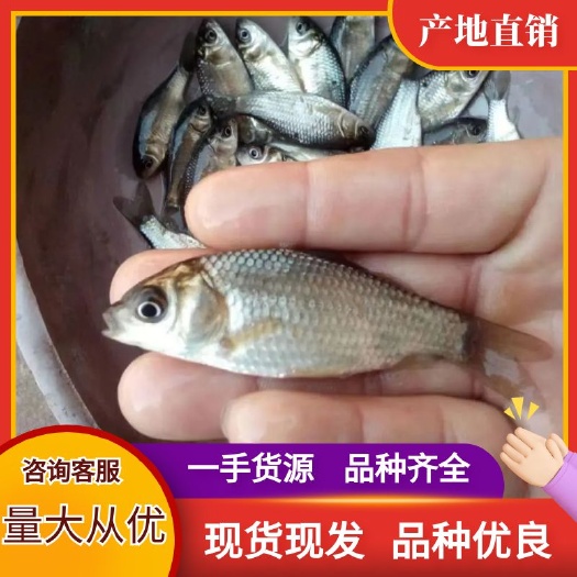 重庆市中科鲫鱼苗  鲫鱼苗