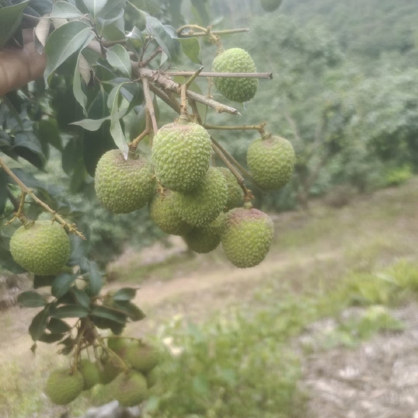 妃子笑，又称绿荷包，果皮青红，个大，肉色有如白蜡，脆爽而清甜