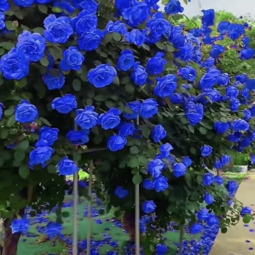 沭阳县爬藤月季特大四季开花蔷薇花苗庭院绿植花卉