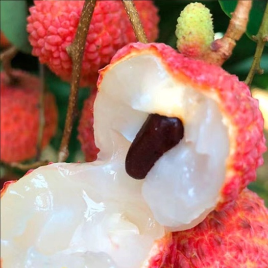 广东惠州博罗桂味荔枝新鲜采摘当季直发