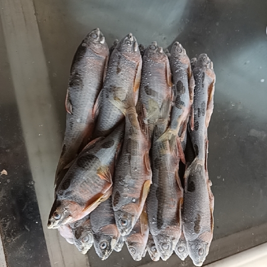 北票市桃花鱼马口白鱼