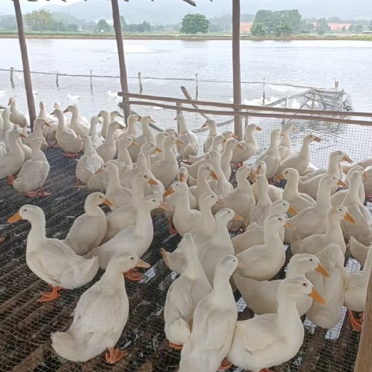 樱桃骨白鸭