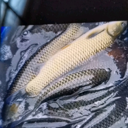 宜良县草鱼，自养自销价格优惠品种优良生长快坑病力强欢迎定购。