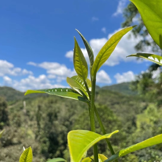 江城县茶农一手货源，普洱绿茶（春茶）