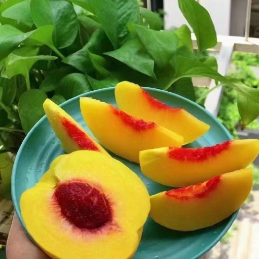 湘阴县锦绣黄桃，香甜脆非常可口