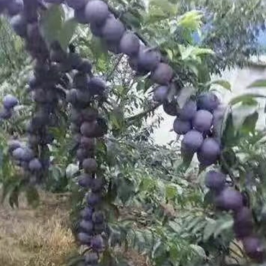 仁寿县凤凰李