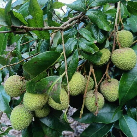 阳西县荔枝