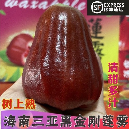 陆丰市华侨黑金刚莲雾新鲜水果包邮现摘现发精选果当季水果新鲜现发