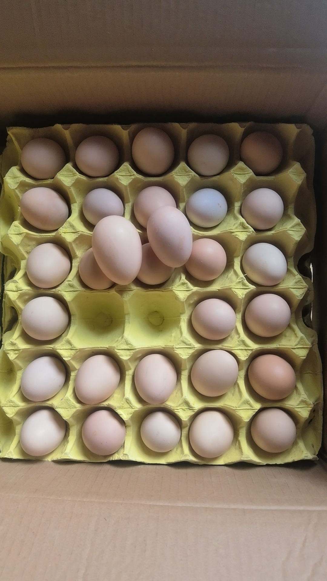 新泰市初产蛋小蛋粉八初生蛋13-14个每斤新鲜营养高