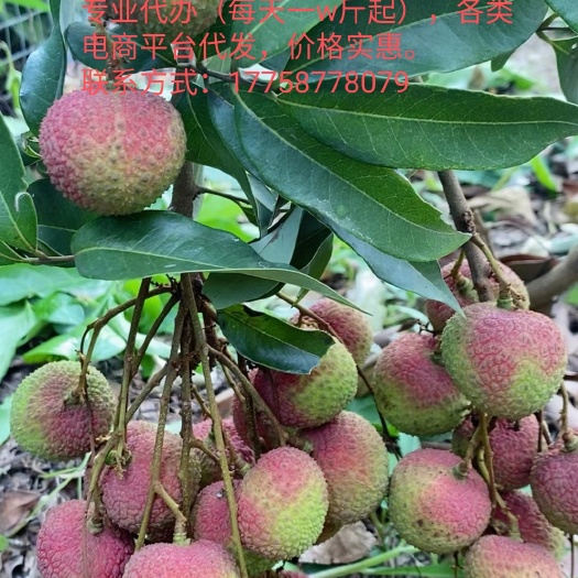 廉江市大量现货上市。货源充足。
