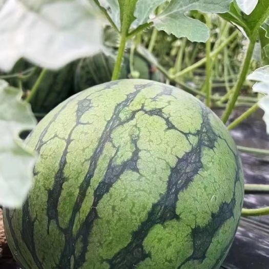 南京横溪小兰西瓜