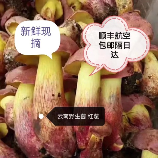 保山云南野新鲜生菌见手青红葱菌羊肝菌牛肝菌粉菌白葱菌大山采摘蘑菇