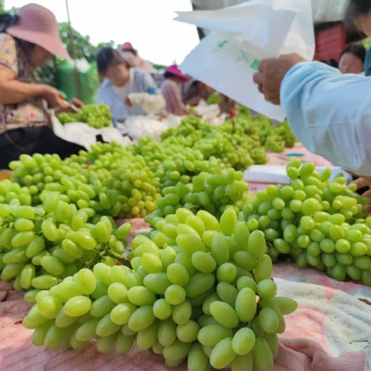 米易县精品葡萄