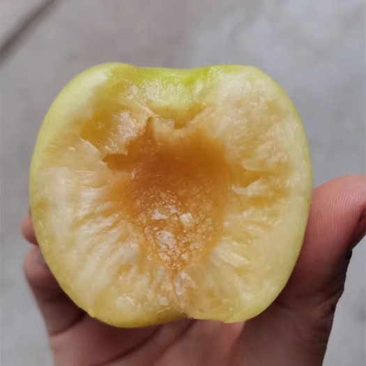 北京应季香白杏