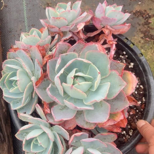 白玫瑰