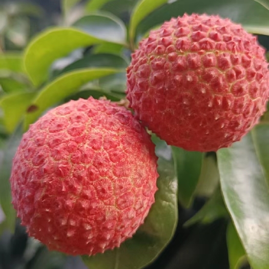 廉江市桂味荔枝