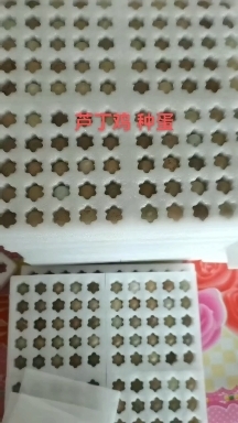 农安县精品芦丁鸡种蛋混养