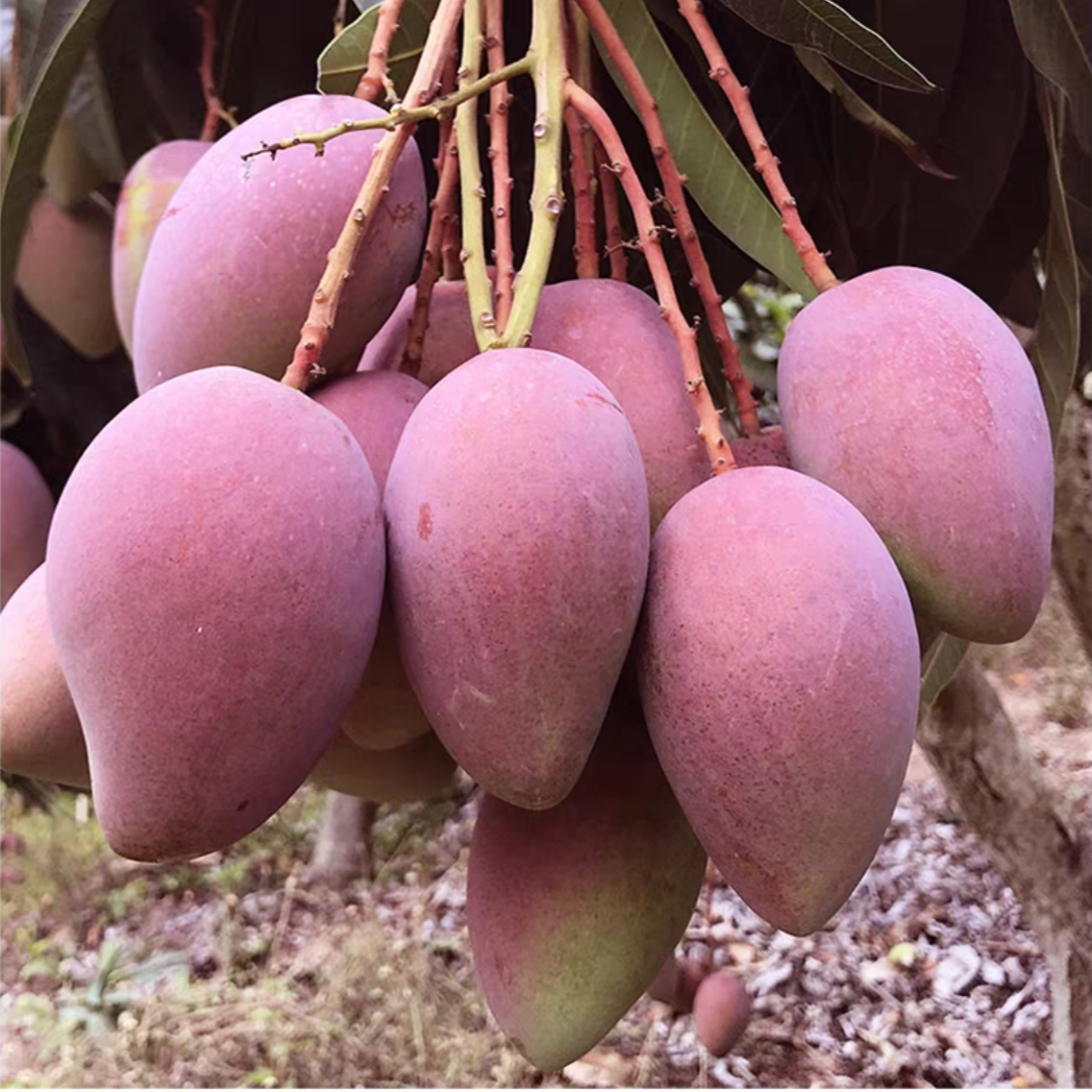 海南贵妃芒果应季新鲜水果红金龙芒果一整箱包邮