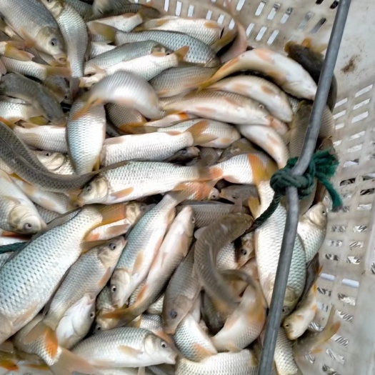 常德鲤鱼，草鱼，莲鱼，等各种鱼苗