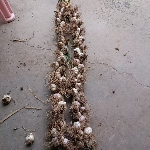 邯郸白皮蒜