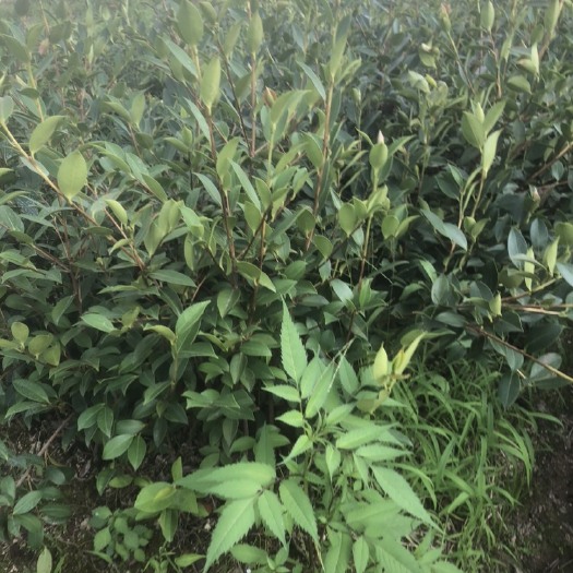 攸县湖南优质油茶苗产地直销