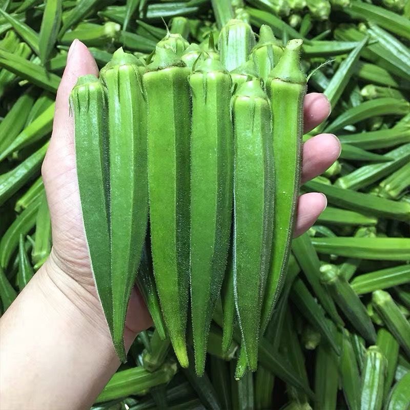 漳州水果秋葵全年供应货物充足