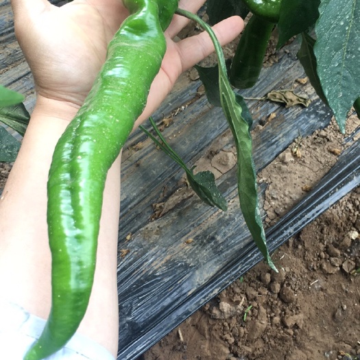喀喇沁旗螺丝椒