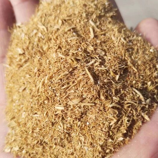 大连麦芽根