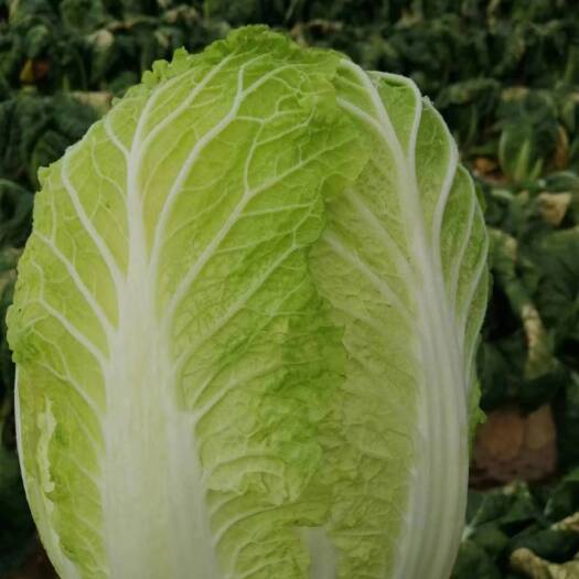 靖远县白菜