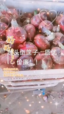 晋中二红洋葱