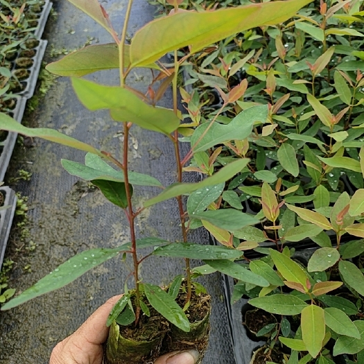 遂溪县26/27/28/29/号桉树苗