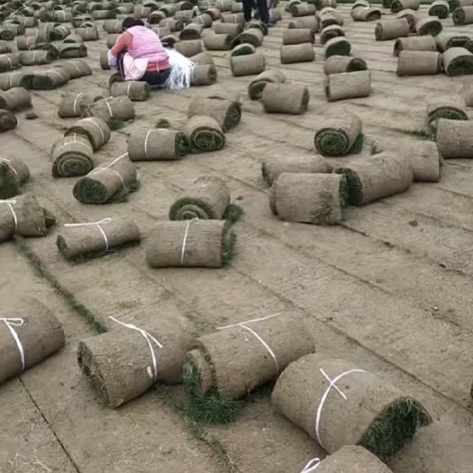 寿县果岭草