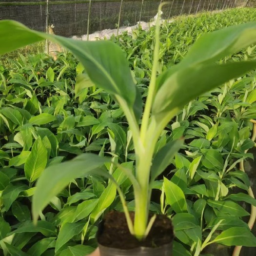 香蕉B6，矮蕉，金粉一号香蕉苗 红美人香蕉苗  西贡蕉苗 粉