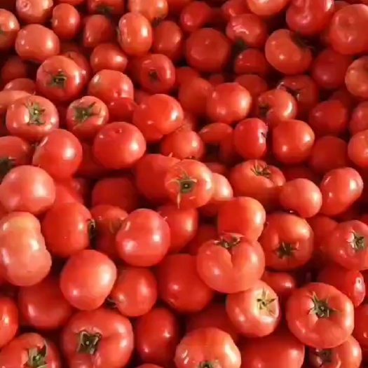 淄博西红柿
