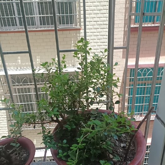 高州市瓜子黄杨