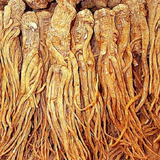 无锡当归药材