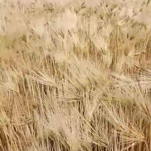 原阳县大麦